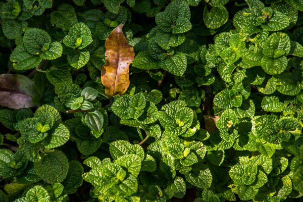 Mint background green leaves. Herb leaves grow in vegetable garden. Mint background green leaves (Pilea nummulariifolia). Herb leaves grow in vegetable garden. Selective focus. pilea nummulariifolia stock pictures, royalty-free photos & images