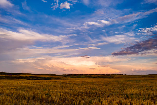 istock Sunset field view after harvest 1289654714