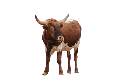Cut out on white background cow