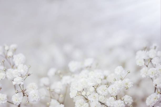 istock Gypsophila flowers 1289658689