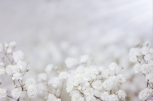 Magical baby breath flowers