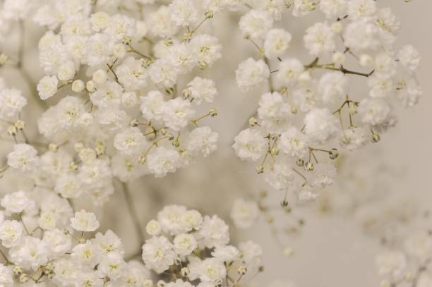 istock Gypsophila flowers 1289658692