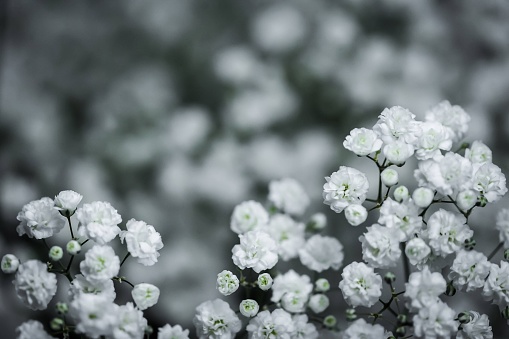 Purity of flowers, A Blooming Bouquet of gypsophila flowers on White Background