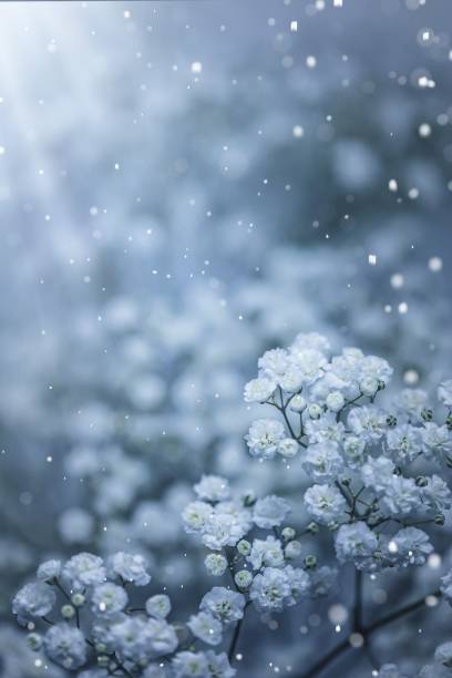 istock Gypsophila flowers 1289658700