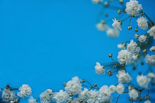 Blue background with gypsophila flowers