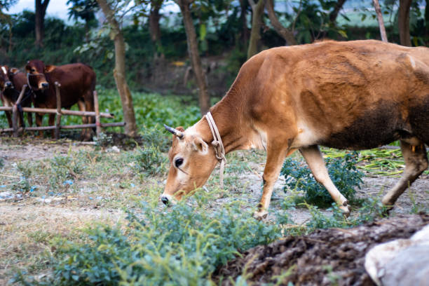 istock A red cow walking toward the field 1289659403