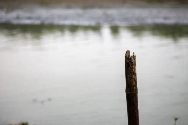 Photo of A dry old bamboo stick near at river