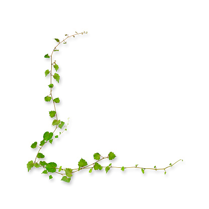 Close-up of young ivy border growing up, isolated on white.