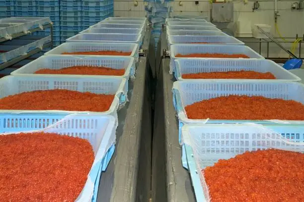 Photo of Salting of red caviar on the fish processing plant.