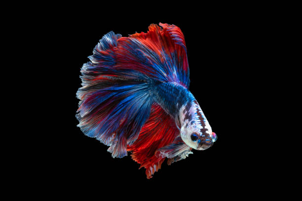 Siamese fighting fish isolated on black background Close up art movement of Betta fish or Siamese fighting fish isolated on black background betta crowntail stock pictures, royalty-free photos & images