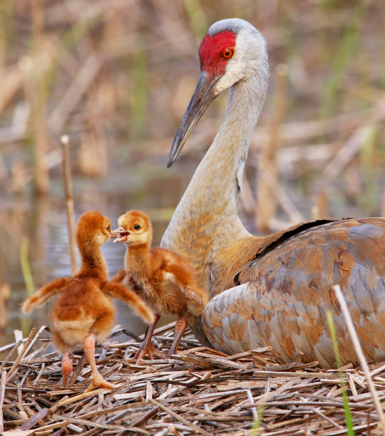 Sandhill Crane mother with two Crane Colts
