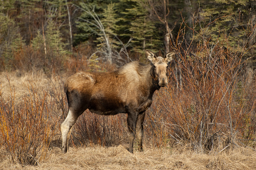 A young moose is eating from a willow bush. Moose often feed on these bushes. On this bright day in Spring the moose seems to be enjoying to plant life around it.