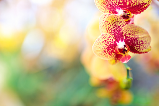Yellow and red orchid (Phalaenopsis - Moth Orchid) in an orchid garden. Selective focus.