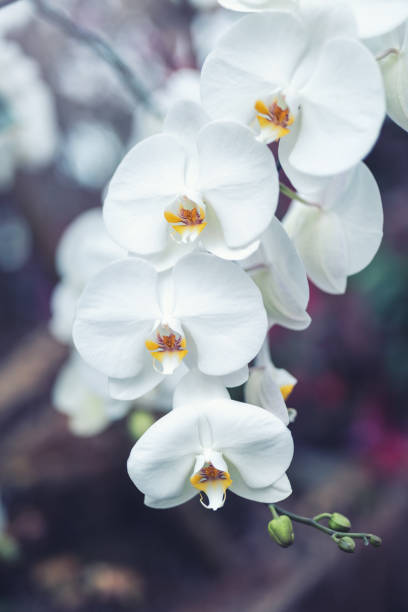 White Orchid White orchid (Phalaenopsis - Moth Orchid) in an orchid garden. Selective focus. orchid white stock pictures, royalty-free photos & images