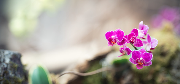 Pink orchid (Phalaenopsis - Moth Orchid) in an orchid garden. Selective focus.