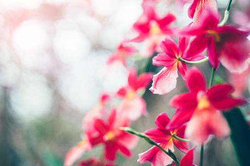 Red orchid (Phalaenopsis - Moth Orchid) in an orchid garden. Selective focus.