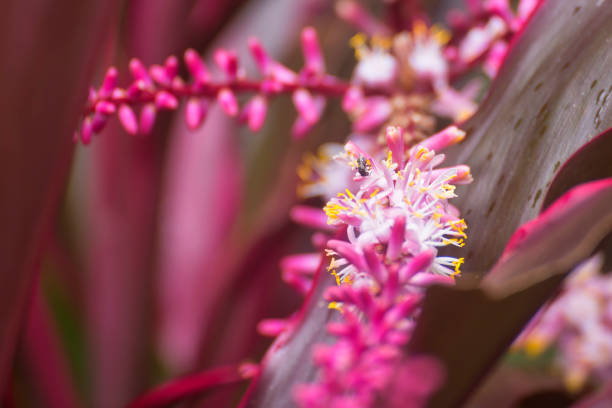 Small Australian native stingless bee on a bromeliad flower near Kuranda on the Atherton Tableland in Tropical North Queensland, Australia