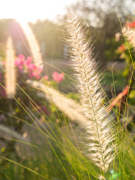 istock Grass Flowers Field Growing in The Countryside 1289669271