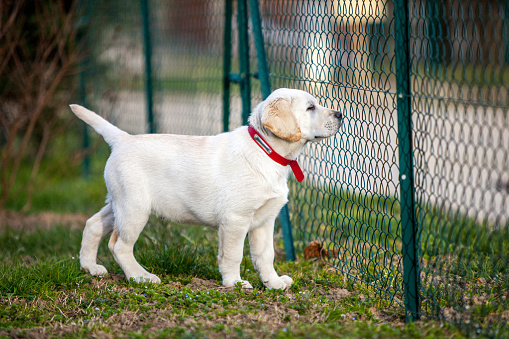 labrador puppy looks through the fence