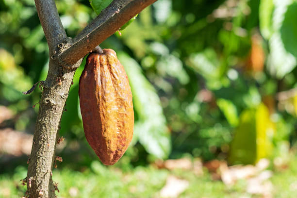istock Cacao tree with cacao pods in a organic farm. 1289671129