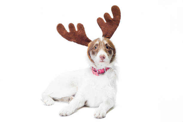 cane bastardo con corna di cervo su sfondo bianco - isolated on white brown white anxiety foto e immagini stock