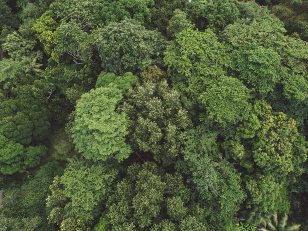 istock Full Frame Shot Of Fresh Green Plants In Forest 1289671990