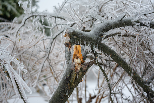 Broken tree trunk and branches after a freezing rain.