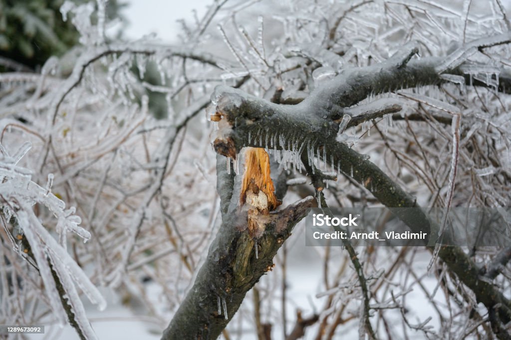 Broken tree after a freezing rain. Broken tree trunk and branches after a freezing rain. Tree Stock Photo