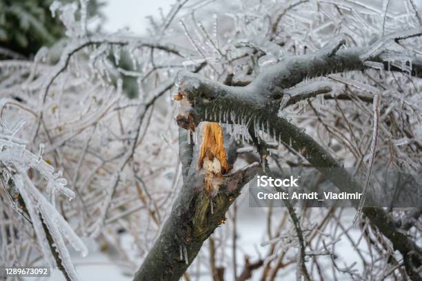 Broken Tree After A Freezing Rain Stock Photo - Download Image Now - Tree, Ice Storm - Weather, Broken