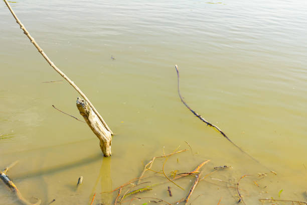 istock Stakes stubbed into the shallow water 1289673998