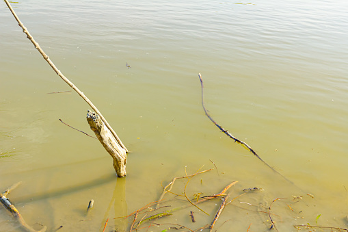 Wooden stakes stubbed into the shallow water, improvised dock, place for docking fishing boats on shore.