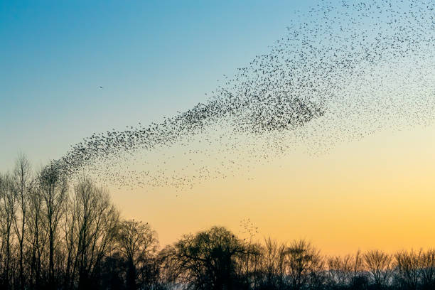 hermosa gran bandada de estornicos. una bandada de pájaros estornicos vuelan en los países bajos. durante enero y febrero, cientos de miles de estorninos se reunieron en enormes nubes. murmuraciones de estrellas. - pájaro cantor fotografías e imágenes de stock