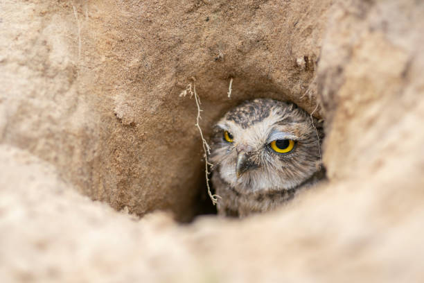 istock Burrowing Owl (Athene cunicularia) standing on the ground. 1289675346