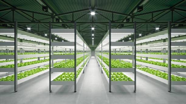 usine de légume hydroponique d’intérieur dans l’entrepôt d’espace d’exposition. intérieur de la culture hydroponique de la ferme. ferme de légumes en culture hydroponique. ferme de laitue se cultivant dans la serre chaude. plancher en béton.  - hydroponics photos et images de collection