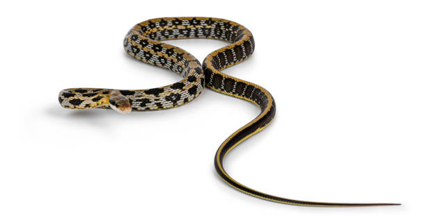 istock Taiwanese beauty ratsnake on white 1289679706