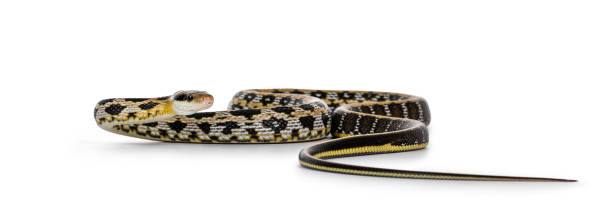 istock Taiwanese beauty ratsnake on white 1289679711