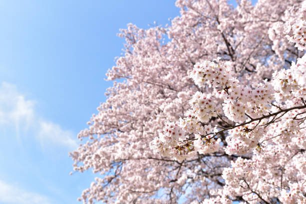 istock Cherry blossom in spring season 1289679741