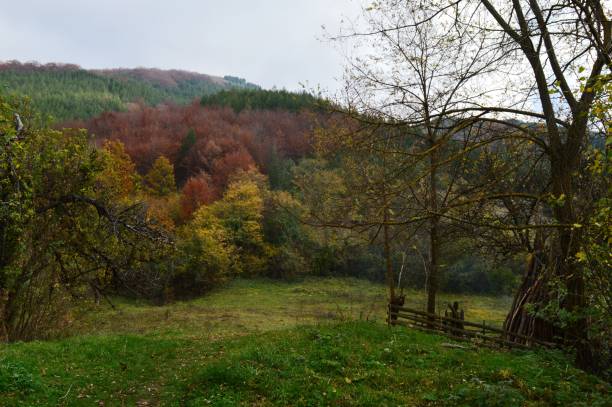 istock forest in the colors of autumn 1289680085