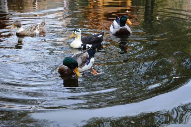 istock ducks swimming on the lake 1289680086