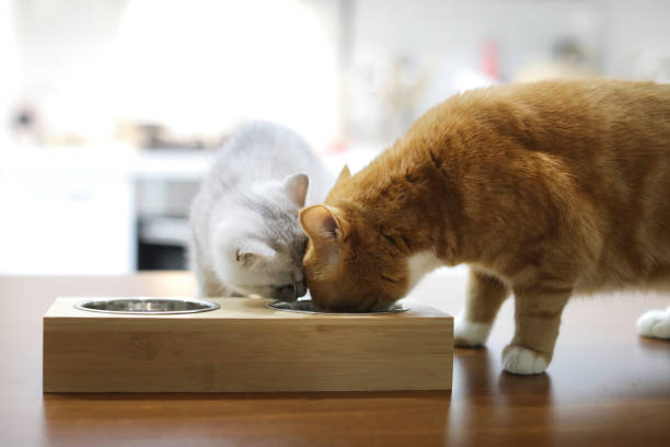 istock Looking Down At Two Cats Eating From A Bowl 1289681161