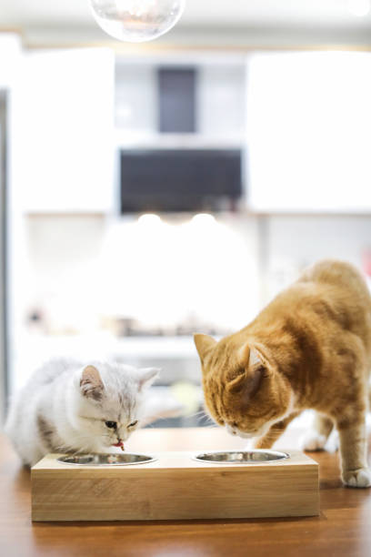 istock Looking Down At Two Cats Eating From A Bowl 1289681318