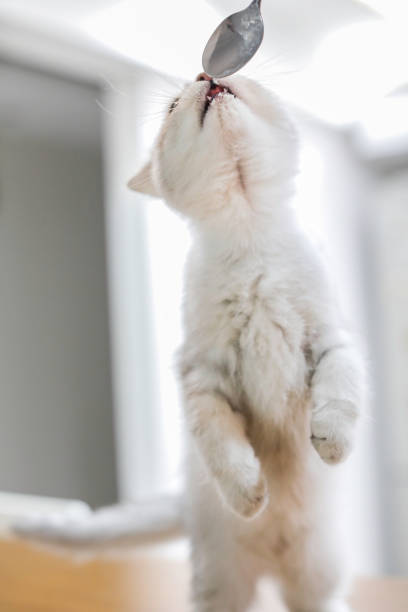 istock standing cat eating food 1289681974