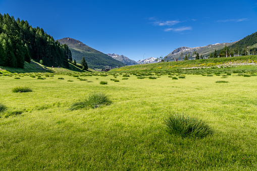 A refreshing blue sky that makes you feel the spring season and a yellow rape blossom garden that blooms on the slope of the riverbed