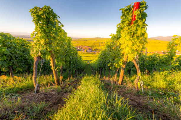 View of Riquewihr village in Alsace Winefield View of Riquewihr village in Alsace, France golden hour drink stock pictures, royalty-free photos & images