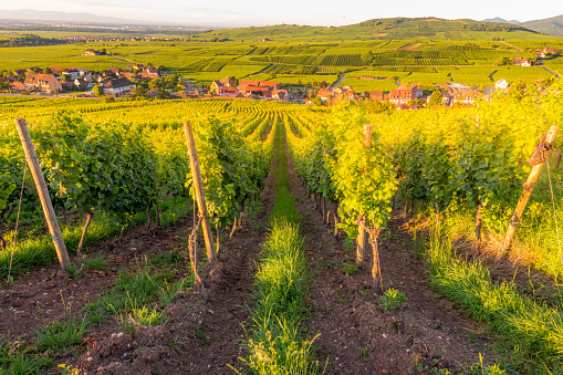 Winefield View of Riquewihr village in Alsace, France