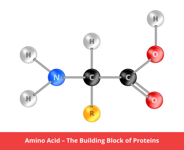 Vector ball-and-stick model of amino acid – the building bock of proteins. Chemical icon of protein. The structural formula of amino acids is suitable for education and is isolated on a white background. The amino acid, the building block of proteins. Protein molecule. Chemistry and nutrition icon. Amino acids are linked by amino groups -NH2 and carboxyl groups -COOH by an amide bond -NH-CO-, called a peptide bond. amino acid stock illustrations