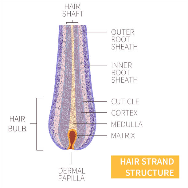 Hair strand anatomical structure detailed infographic poster Hair strand under the microscope. Follicle anatomical structure closeup. Removal, treatment and transplantation concept. Medical educational symbol. Body anatomy vector illustration. hair strands stock illustrations