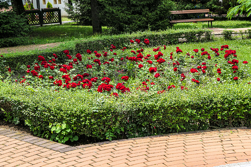 Beautiful Photo of Public Park with Rose Garden and Wooden Bench, an Excellent Place for Relaxing During a Summer Day.