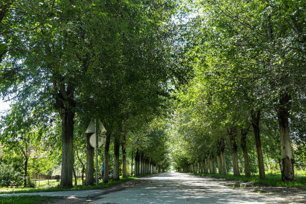 istock Empty Rural Road Running Through the Tree Alley. 1289685844