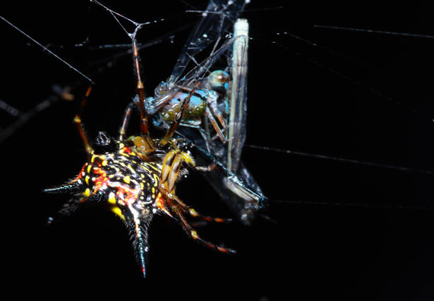 istock Gasteracantha hasselti spiders in Thailand National Park. 1289686227